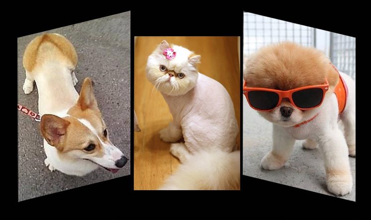 D28 Akumulátorový stroj na stříhání zvířat